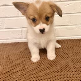 Miniature Australian Shepherd, Pembroke Welsh Corgi, and Toy Australian Shepherd Puppies from Spring Creek Aussies + Corgis