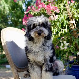 Tangelo - Phantom male Bernedoodle puppy in Queen Creek, Arizona from Dulcito Doodles