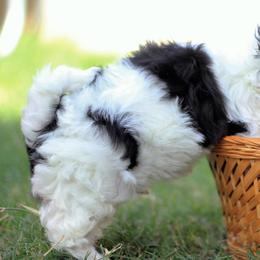 Bichon Frises and Shih Tzus from Teddy Bears of Arizona