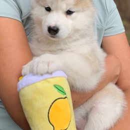 Siberian Husky Puppies from Canace Siberians