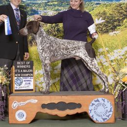 German Shorthaired Pointers from Coleman Creek Kennel