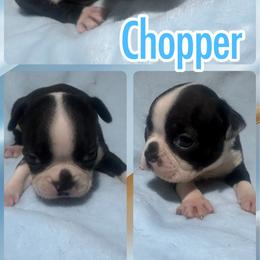 Chopper - Black and white male Boston Terrier puppy in Brazos Point, Texas from TX Southern Belle Bostons