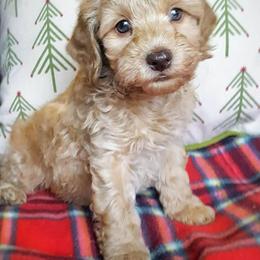 Australian Labradoodle Puppies from Just Doodling Around