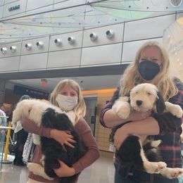 Old English Sheepdog Puppies from Heavinly Blessings Farm Pups - Old English Sheepdog Puppies
