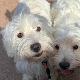 Lana - West Highland White Terrier