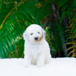 Bruno - Parti male Goldendoodle puppy in Fort Myers, Florida from Corgis & Doodles