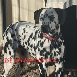 Riley - Dalmatian