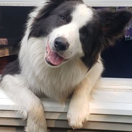Aztec - Border Collie