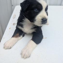 Paris - Black tri-color female Australian Shepherd puppy in Pekin, Illinois from Rockin' Aussies