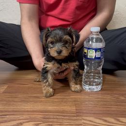 Yorkshire Terrier Puppies from Russell Puppies