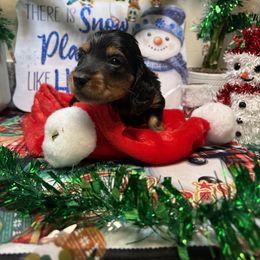 Bean - Black and tan male Dachshund puppy in San Rafael, California from Alexandra's Mini Doxies