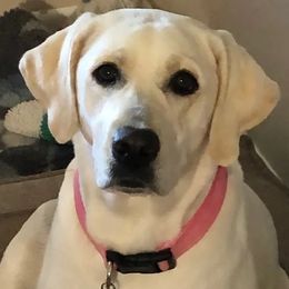 Cami - Labrador Retriever