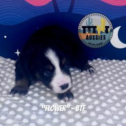 Flower - Black tri-color female Australian Shepherd puppy in Tucson, Arizona from TTTNT Aussies