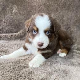 Nina - Red tri female Toy Australian Shepherd puppy in Hokes Bluff, Alabama from Alegria Toy Aussies