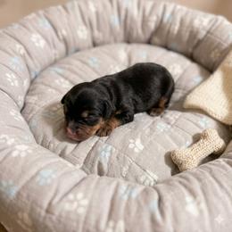 Lacey - Black and tan female Cavalier King Charles Spaniel puppy in Pennsylvania from Julie's Cavalier King Charles Spaniels