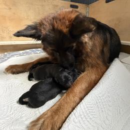 Male 2 - Black and red male German Shepherd puppy in Purcellville, Virginia from Starry Night German Shepherd Dogs