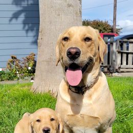 Labrador Retrievers from Wild Scenic Smith River Labadors