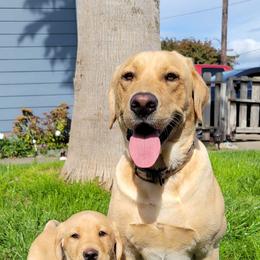 Labrador Retrievers from Wild Scenic Smith River Labadors