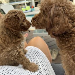 Bunny - Red  female Goldendoodle puppy in G AI Nesville, Florida from Valentine Kennels