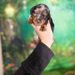 Wasabi - Dapple male Dachshund puppy in Westport, Kentucky from Lonestar Creek Farm