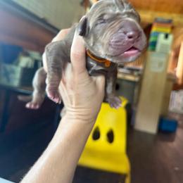 Orange collar - Chocolate female Great Dane puppy in Corsica, Pennsylvania from Ferguson Family Danes LLC