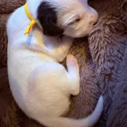 Waffles - White and liver brown male Dalmatian puppy in Fort Cavasos, Texas from Mainstreet Dalmation