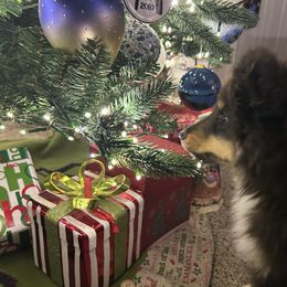 Peter - Black white and tan male Shetland Sheepdog puppy in New Richmond, Ohio from Heaven’s Shelties
