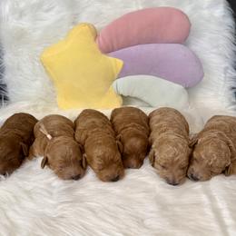 Goldendoodle puppies from Mini Goldendoodle Paws 🐾