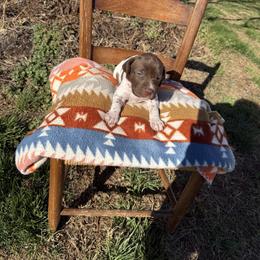 Purple - Liver and white female German Shorthaired Pointer puppy in Union Hall, Virginia from Rustic Creek Farms