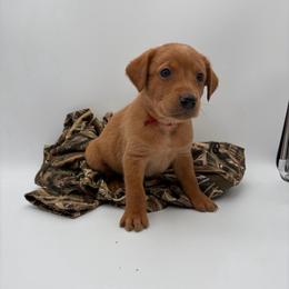 Red - Yellow male Labrador Retriever puppy in Heath Springs, South Carolina from Rich Hill Retrievers