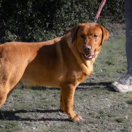 Axel - Labrador Retriever