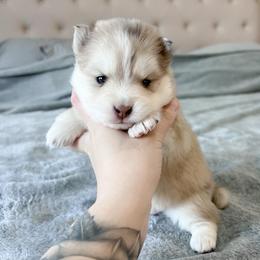 Pomsky Puppies from Pomsky Playpen