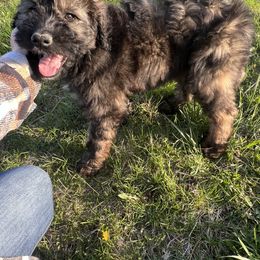 Aussiedoodle Puppies from Soap Creek Kennels