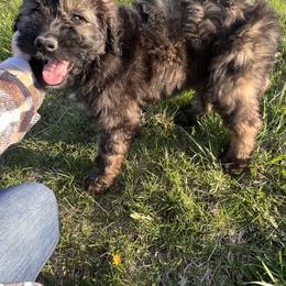 Aussiedoodle Puppies from Soap Creek Kennels