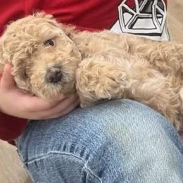 Poodles from Silver Moon Poodles