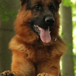 German Shepherds from Vom Lebenstraum