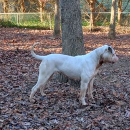 Betsy Ross - American Bulldog