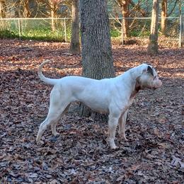 Betsy Ross - American Bulldog