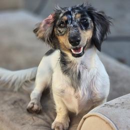 Caly - Dachshund