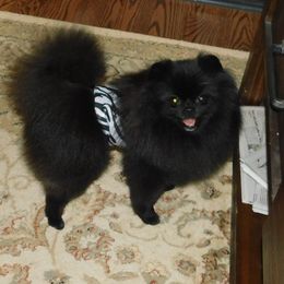 Xander - Pomeranian
