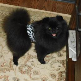 Xander - Pomeranian