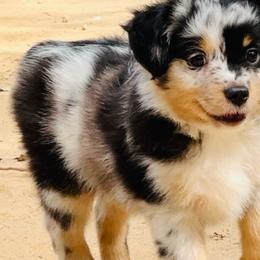 Tessa - Blue merle female Toy Australian Shepherd puppy in Luling, Texas from Little Wood Toy and Mini Aussies