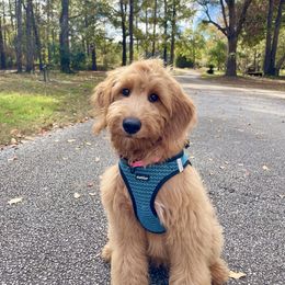 Navy girl AKA - Sophie - Apricot female Goldendoodle puppy in Thomasville, Georgia from South Georgia Golden Doodle Ranch LLC