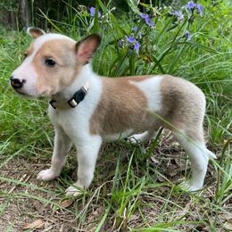 Tonberry - Sable and white male Collie puppy in Bamberg, South Carolina from Shakhor Ohr Collies and Pomeranians