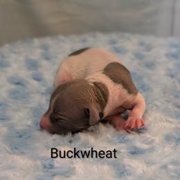 Buckwheat - Blue fawn and white male American Hairless Terrier puppy in Phoenix, Arizona from Bare Valley