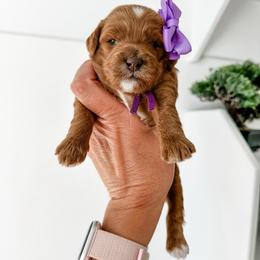 Hope - Red  female Goldendoodle puppy in Pleasant Grove, Utah from Destination Doodles