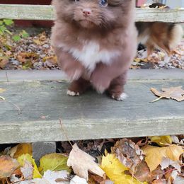 Pomeranian and Shetland Sheepdog Puppies from K&A Little Wonder's