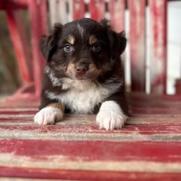 Peaches rtm #2 - Miniature Australian Shepherd puppy in Buchanan, Georgia from Stanleyville Farm Mini Aussies