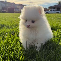 Casper - White male Pomeranian puppy in San Jacinto, California from Savvypomeranians