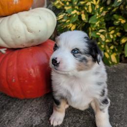 Australian Shepherd Puppies from Blosenski Aussies